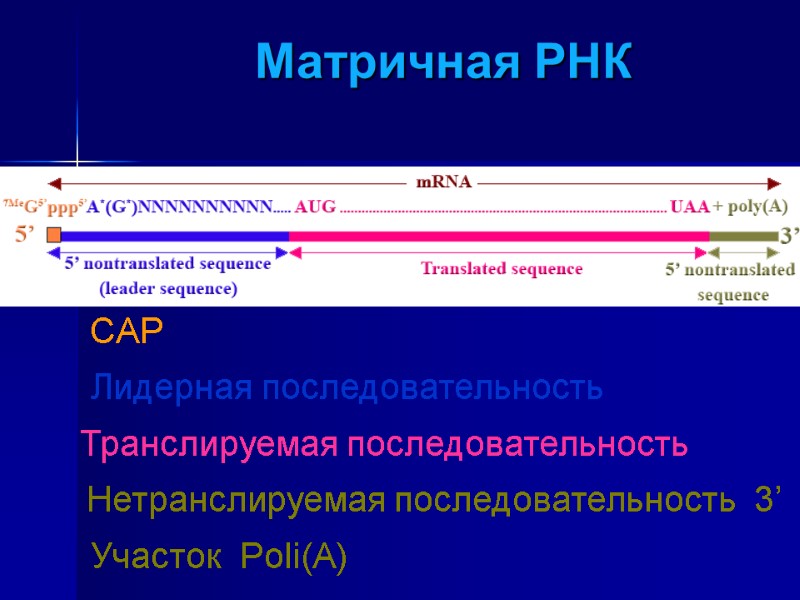 Матричная РНК CAP  Лидерная последовательность  Транслируемая последовательность Нетранслируемая последовательность  3’ Участок